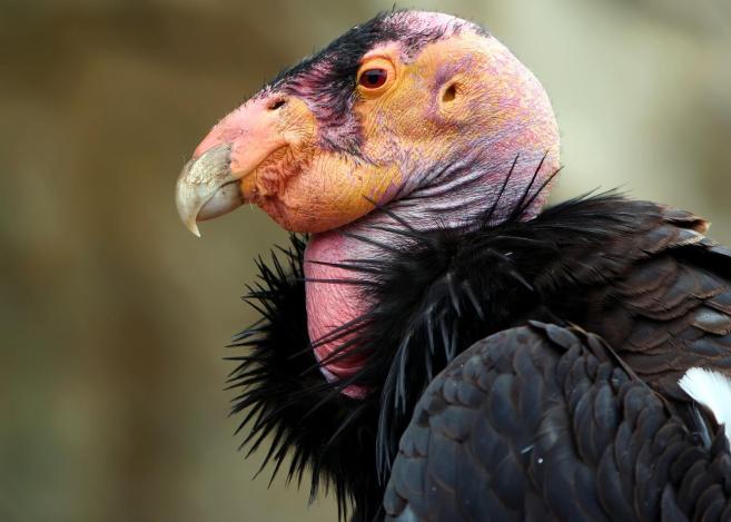 California_Condor.jpg