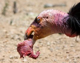 condor-eating-1-27-16-thumb-630x498-101070.jpg